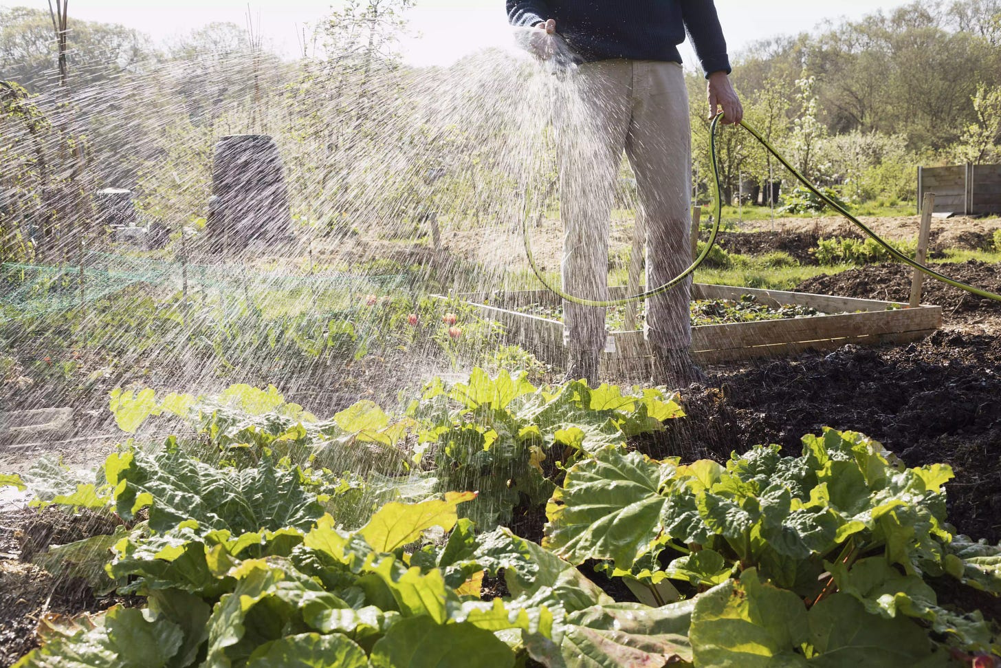 Man waters vegetables with garden hose.