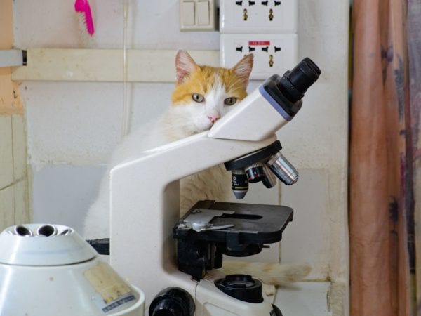 The Scientist Cat, Havana, Cuba - Photo of the Day - Havana Times