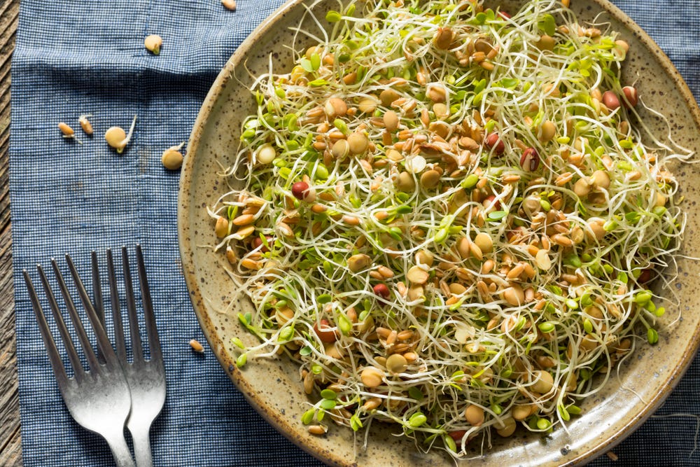 Sprouted bean and alfalfa salad - Nutritional Therapist, Tavistock, Devon  and the South West - Fiona Waring