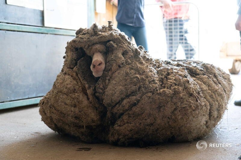 Baarack, a wild sheep found in Australia.