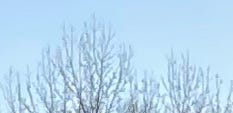 Orderly pale tree branches against a (Carolina) blue sky, vaguely forming the shape of a mountain ridge.