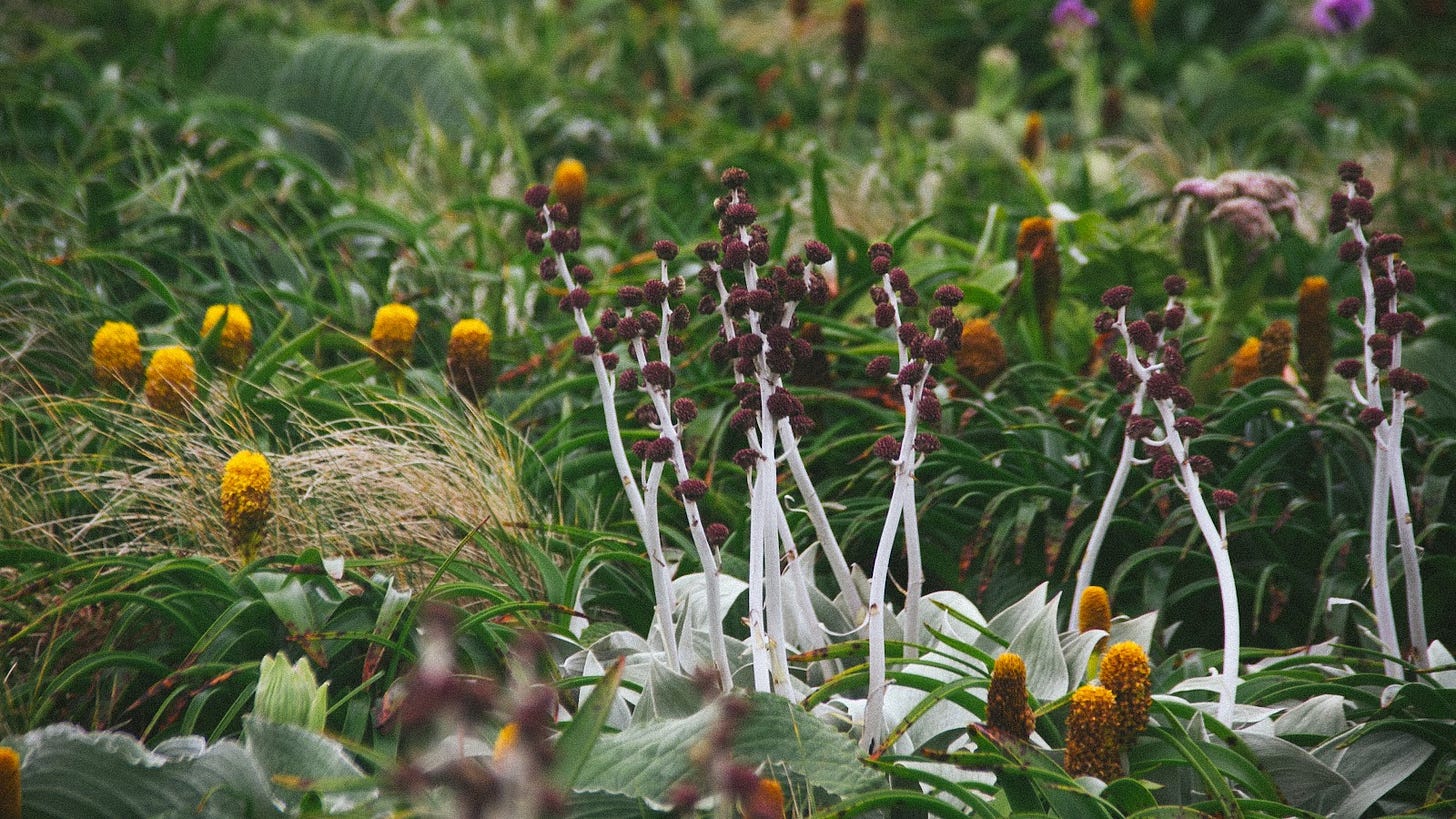 A photograph of different mega herbs - some with tall white filament and dark red-burgundy pollen, and silver leaves, other with golden-yellow pollen. There are a variety of different leaves and grasses filling the frame.