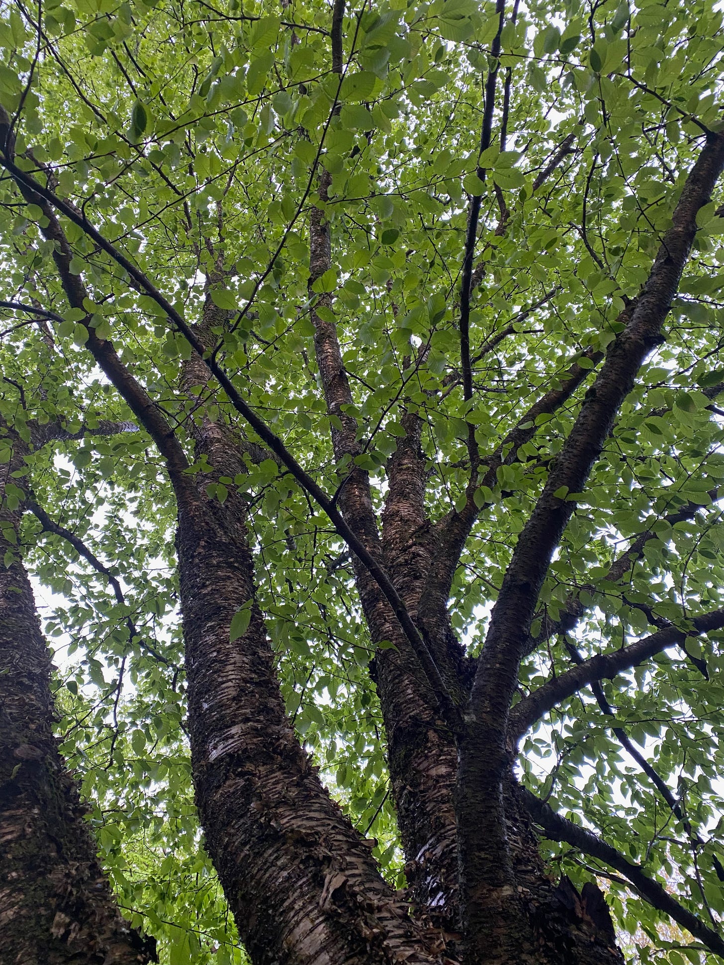 View of a birch tree stretching up into the sky. A thick dark grey trunk splits into several branches and a canopy of green leaves takes up most of the photo.
