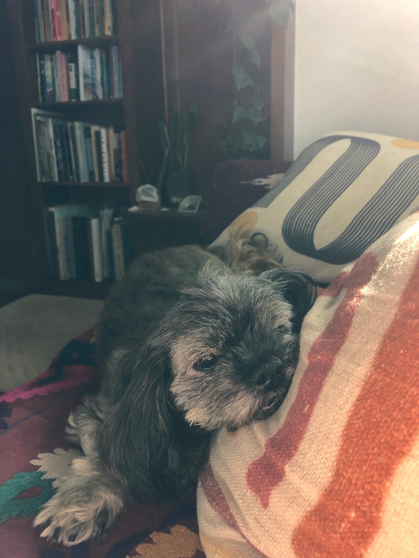 a small old gray dog is haloed by sunlight as she rests on a couch covered in colorful pillows. there are plant vines and bookshelves in the background behind her.
