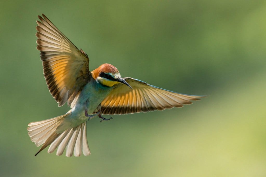 Bienenfresser im Flug / Bee-eater in flight | @Thomas Neuber | Flickr