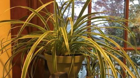 The spider plant in Jessica Damiano's home has