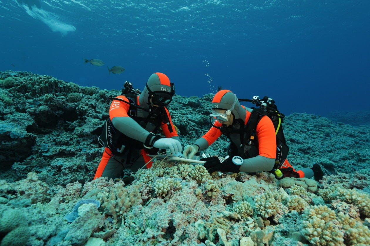 Ecologist Christian Voolstra (left) and a colleague collect fragments of coral for a rapid stress test to determine their resilience. Credit: Pete West
