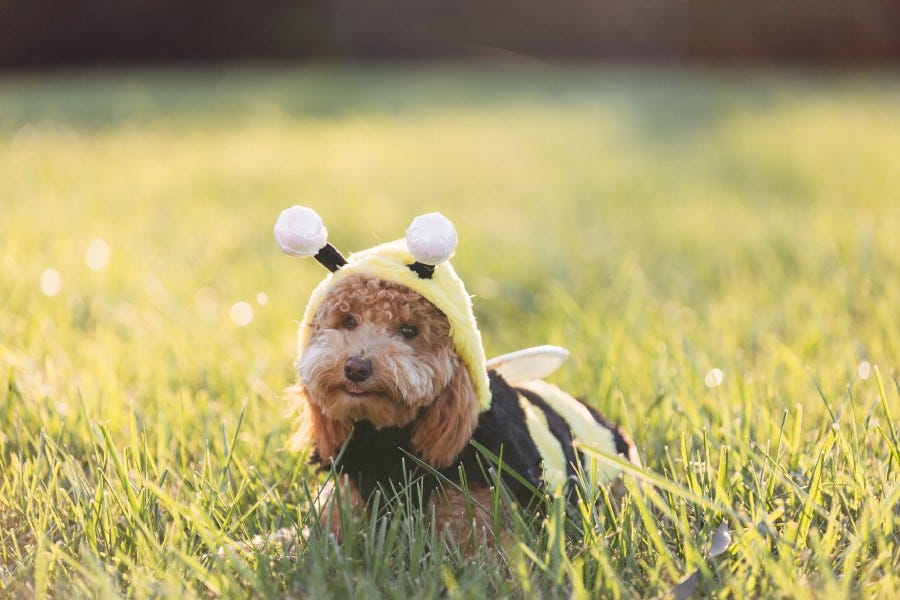 Terrier smiling in his or her bumblebee costume. Hopefully having more environmental impact than peeing in the grass