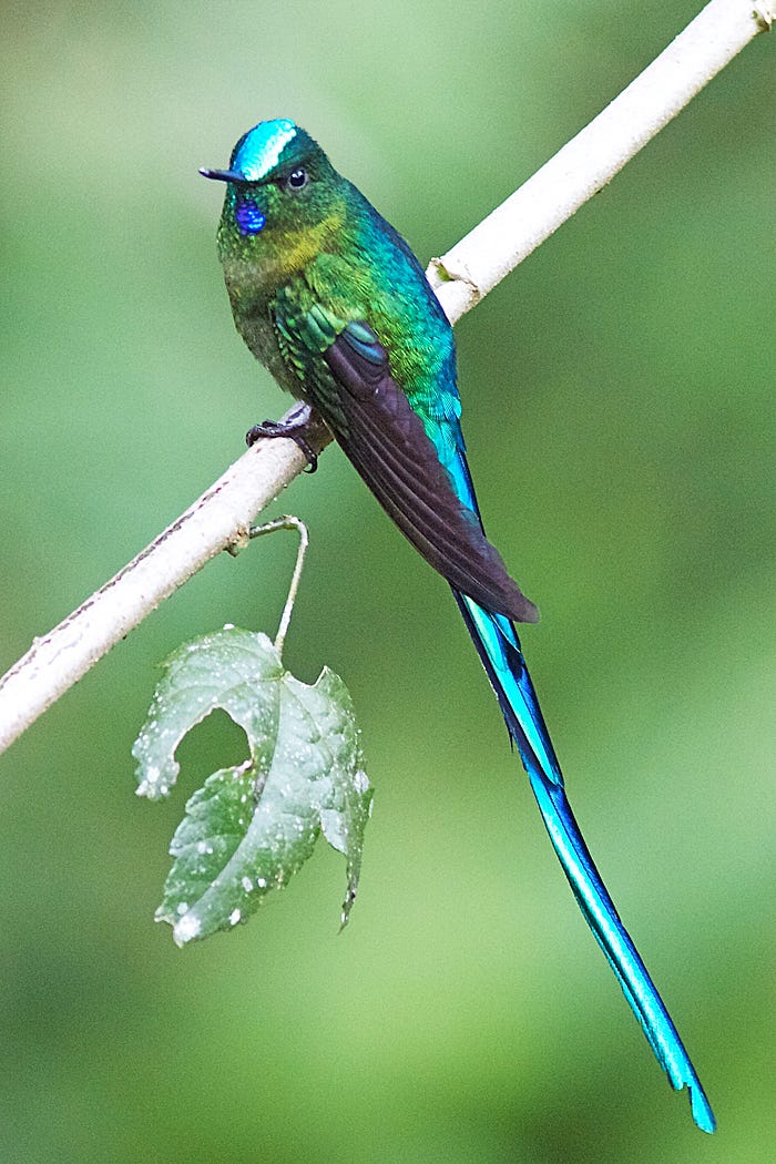 Long-tailed Sylph.jpg