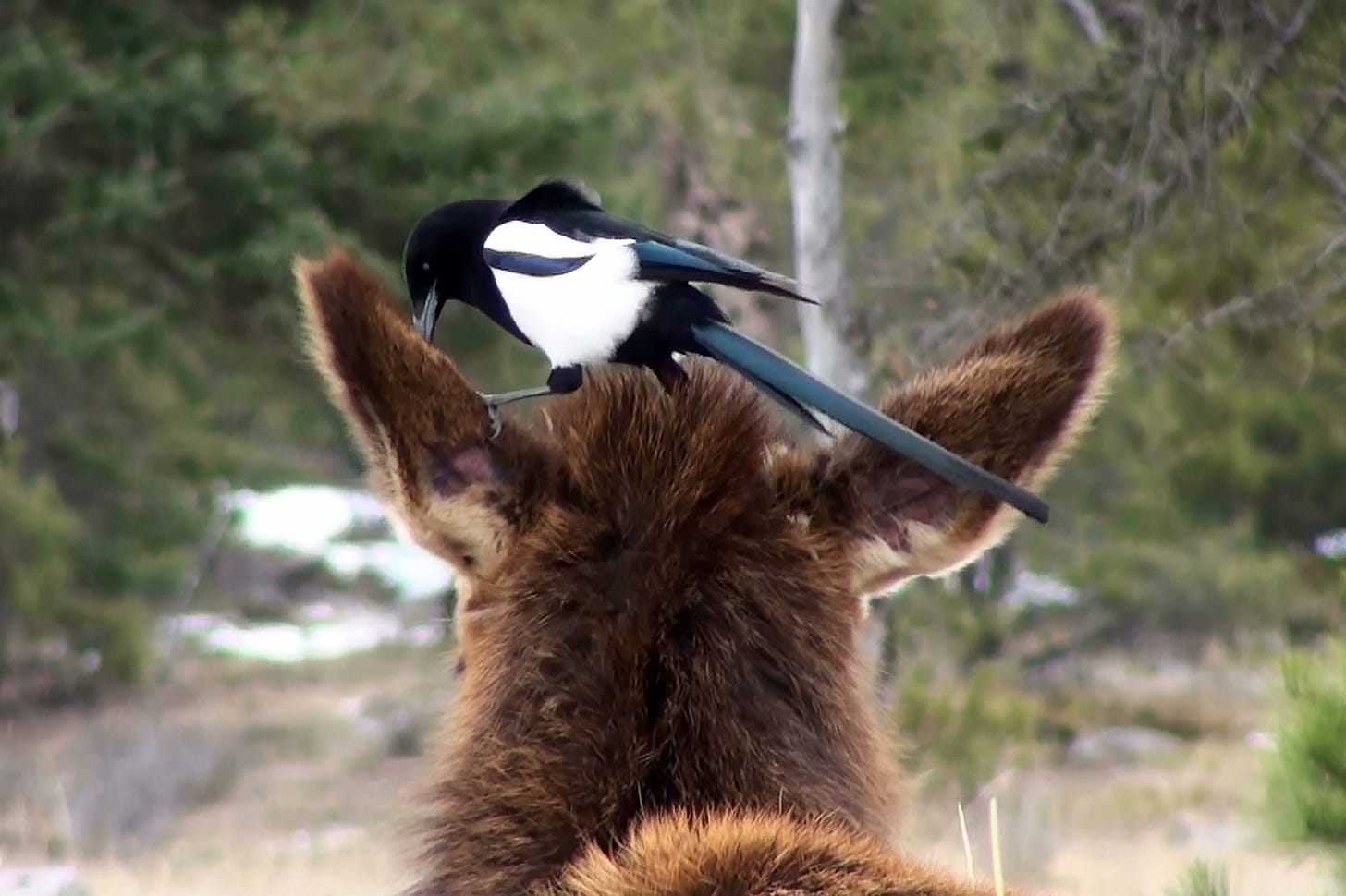 Shy Elk and Bold Birds Become Partners in the Wilderness - The New York  Times