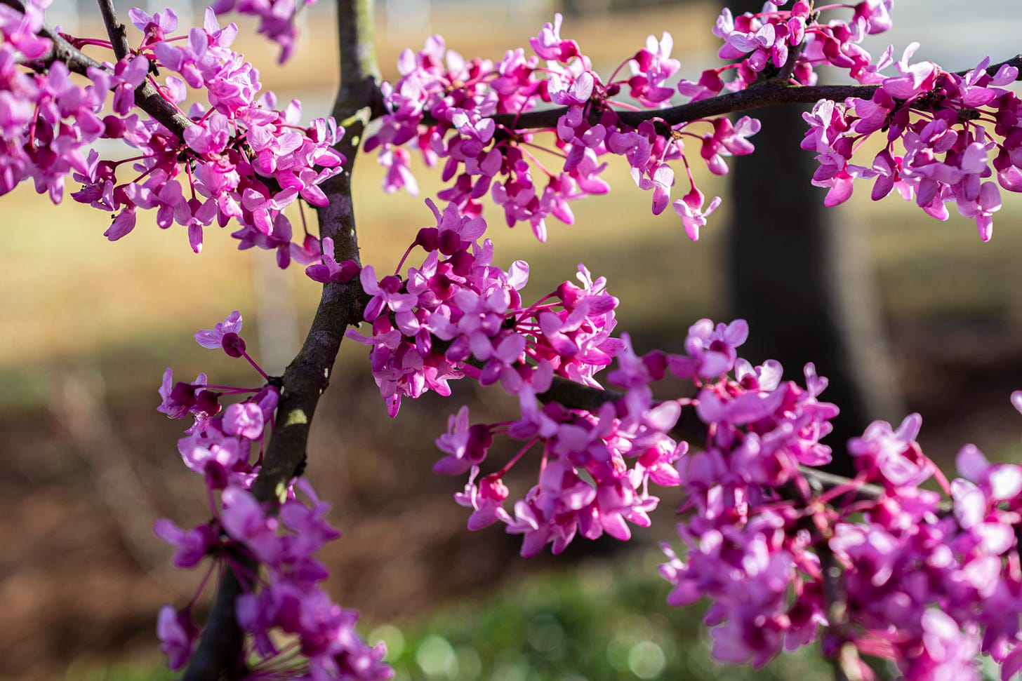 close up of red bud tree blossoms, light and dark pink blooms on the branch of the tree