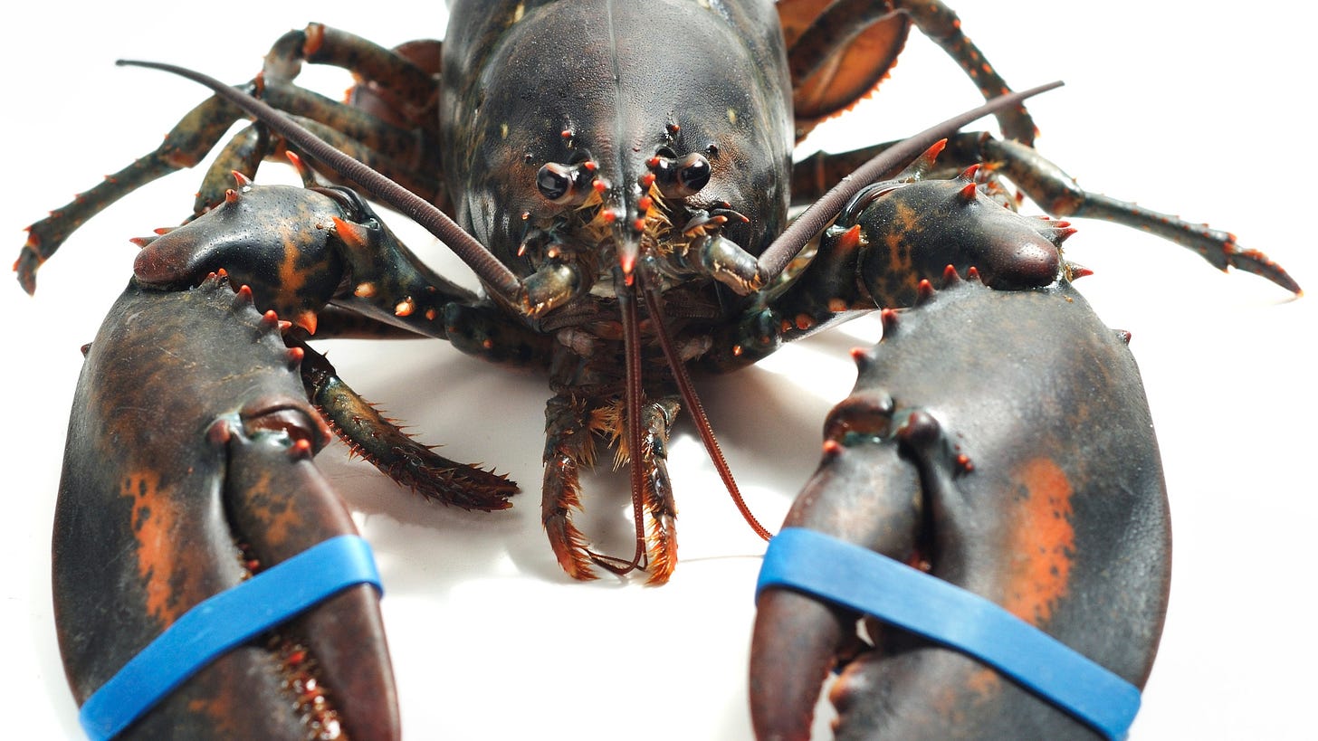 TSA Finds 20-Pound Lobster in Checked Bag | Condé Nast Traveler