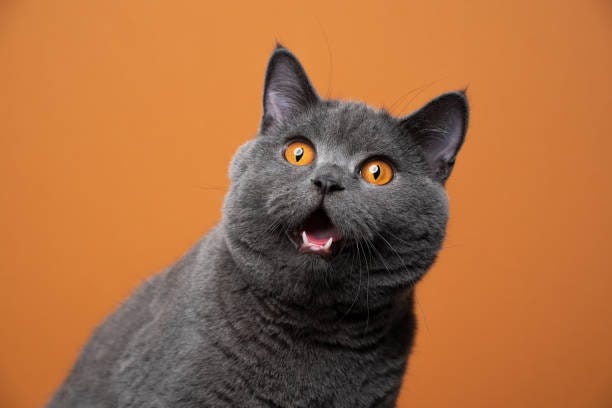 3,576 Shocked Cat Stock Photos, Pictures & Royalty-Free Images - iStock