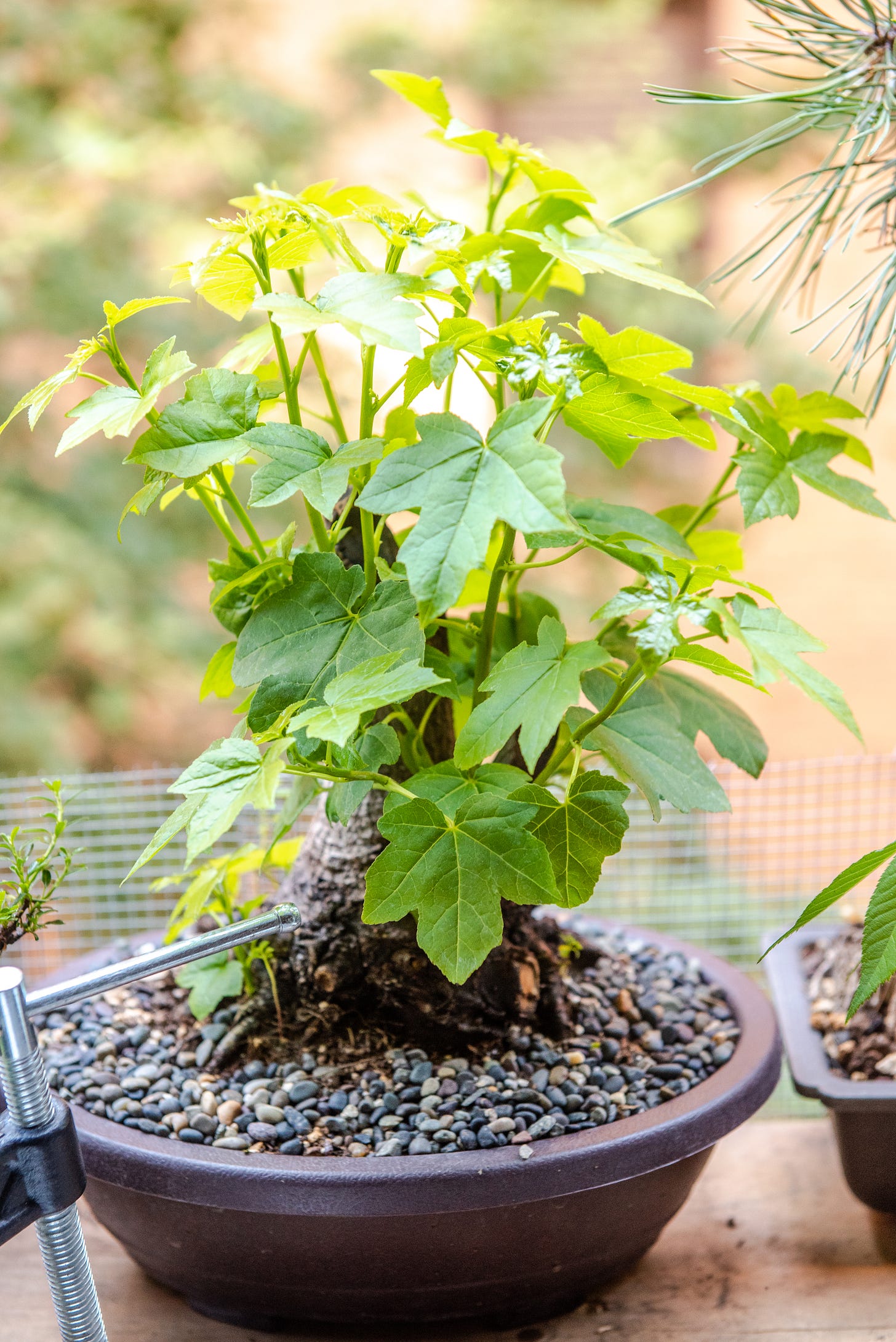 Image description: Photo of liquidambar bonsai. End image description.