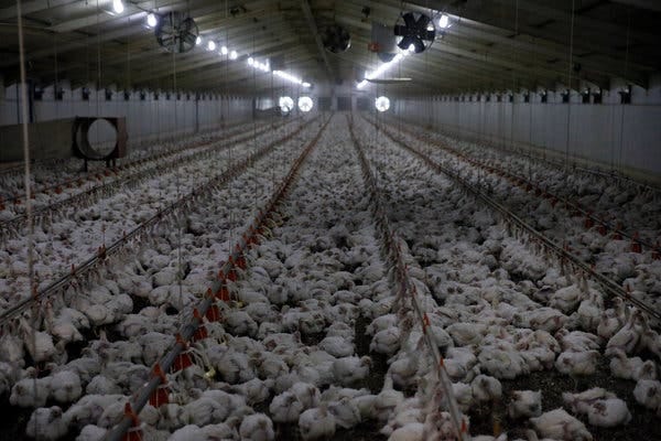 A poultry farm in South Africa. There are at least 10 times more chickens on Earth than any other bird.