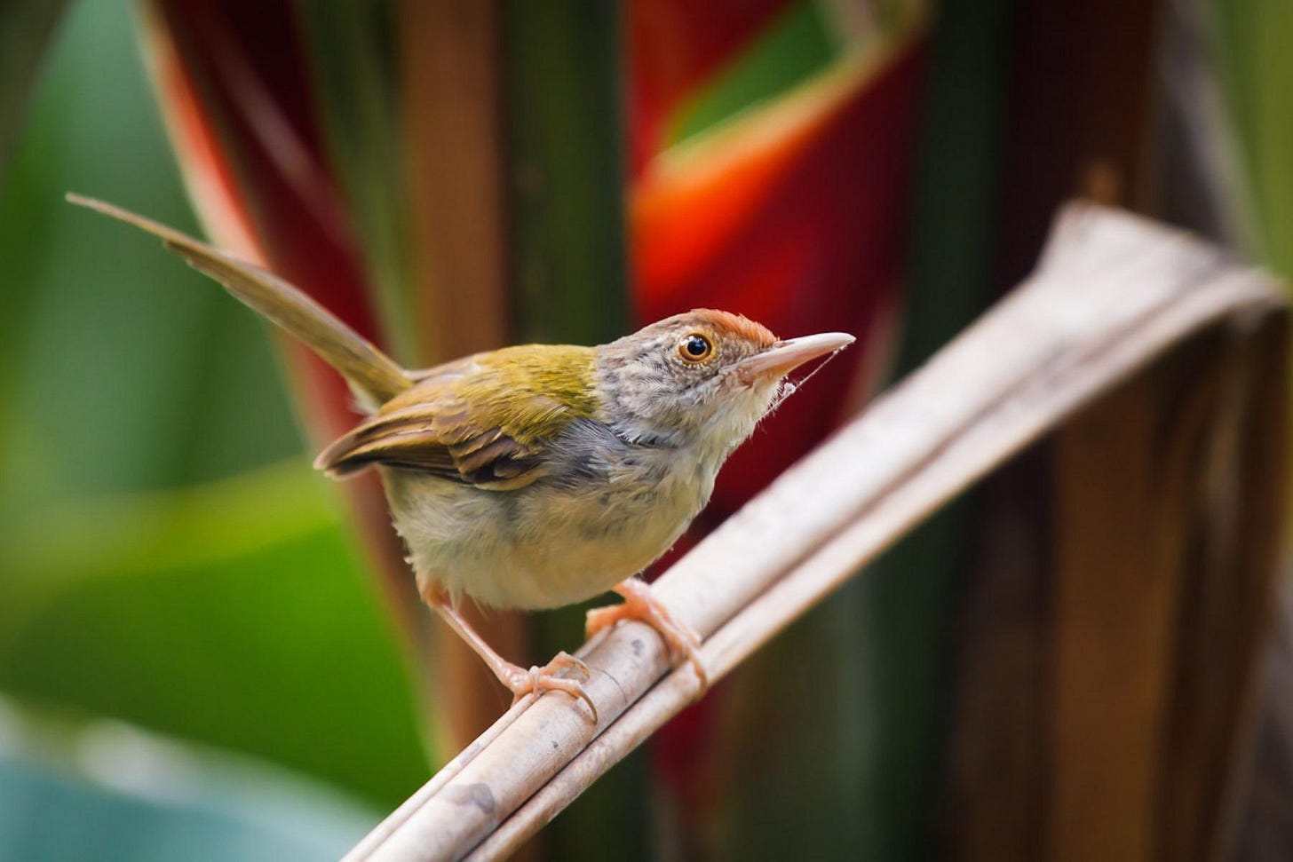 Common tailorbird - KHAO SOK National Park, Thailand