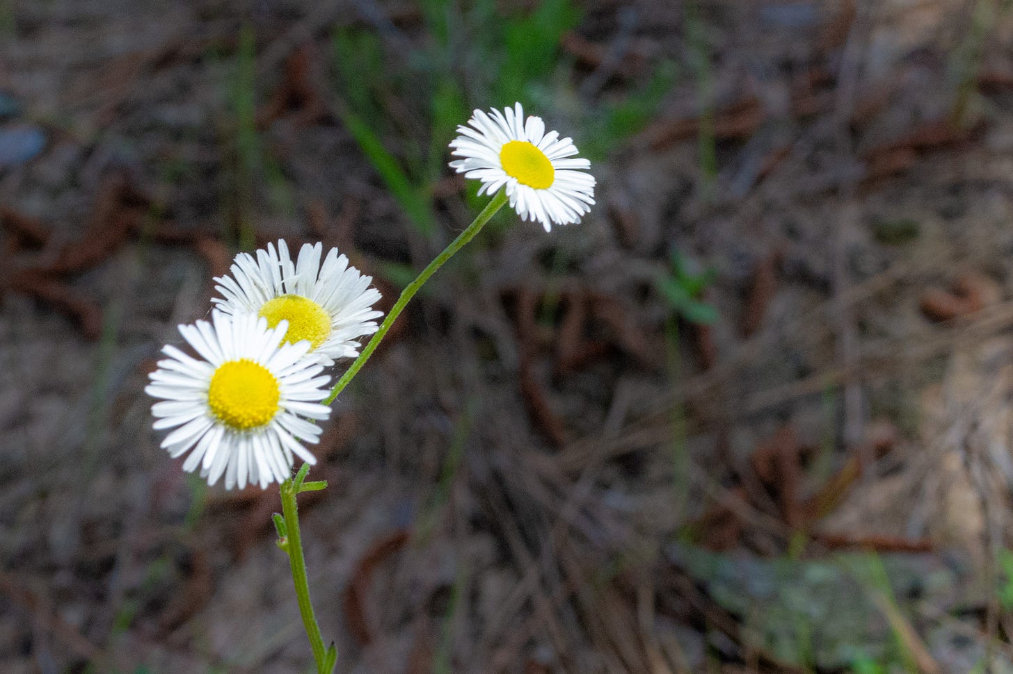 three small wild white daisies with yellow centers with the blurred ground in the background
