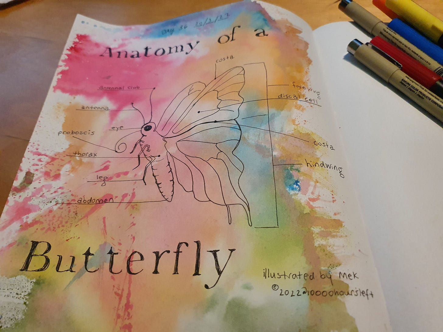 Photograph of a drawing that shows the anatomy of a butterfly. Black pen drawing on colourful watercolour background.