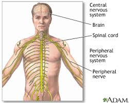 Central nervous system and peripheral nervous system: MedlinePlus Medical  Encyclopedia Image