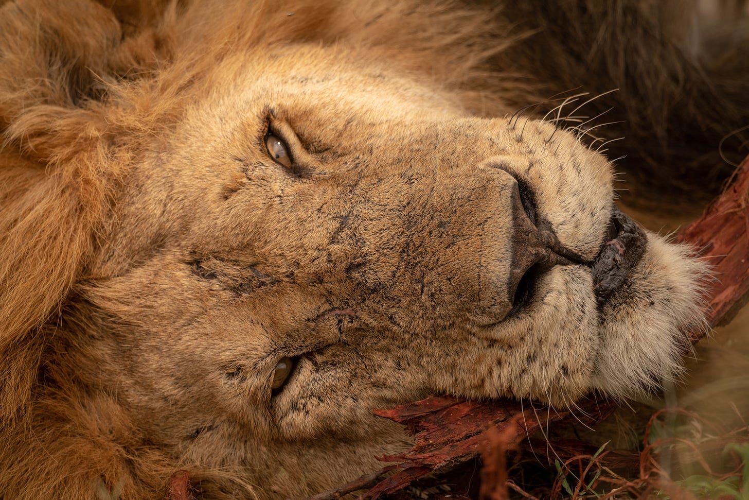 Simba, aka a male lion