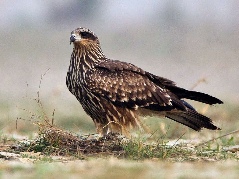 Black Kite - eBird