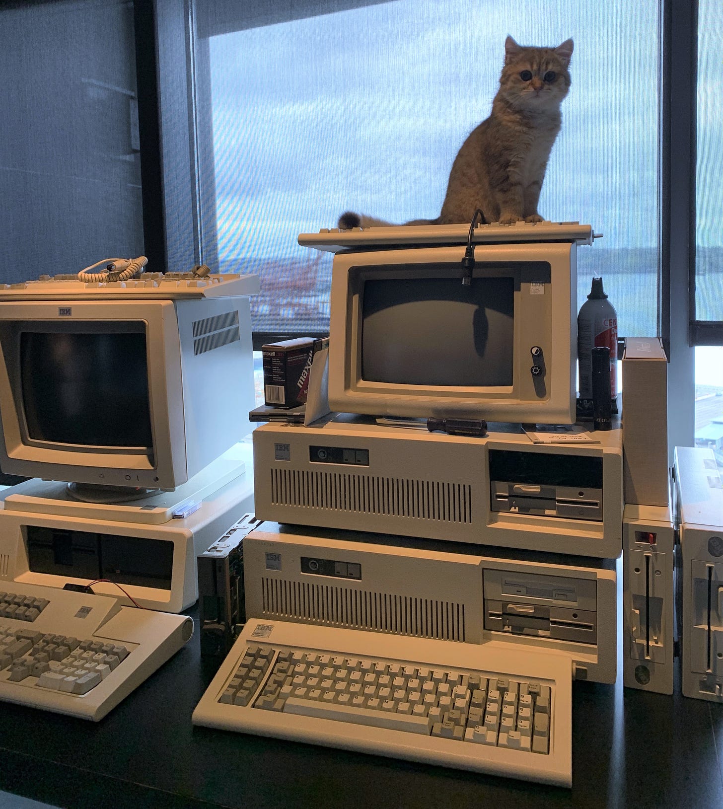 Several IBM PC vintage computers. A small kitten sitting on top of one of the cathode ray tube monitors.