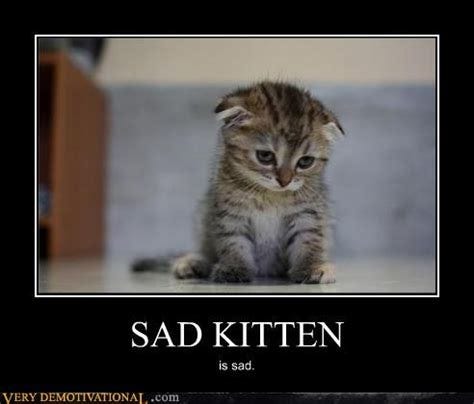 Sad kitten Memes