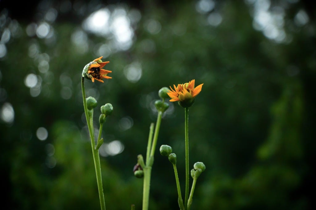 Two flowers talking with each other