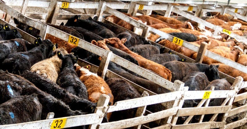 antibiotic resistance crisis cows beef feature