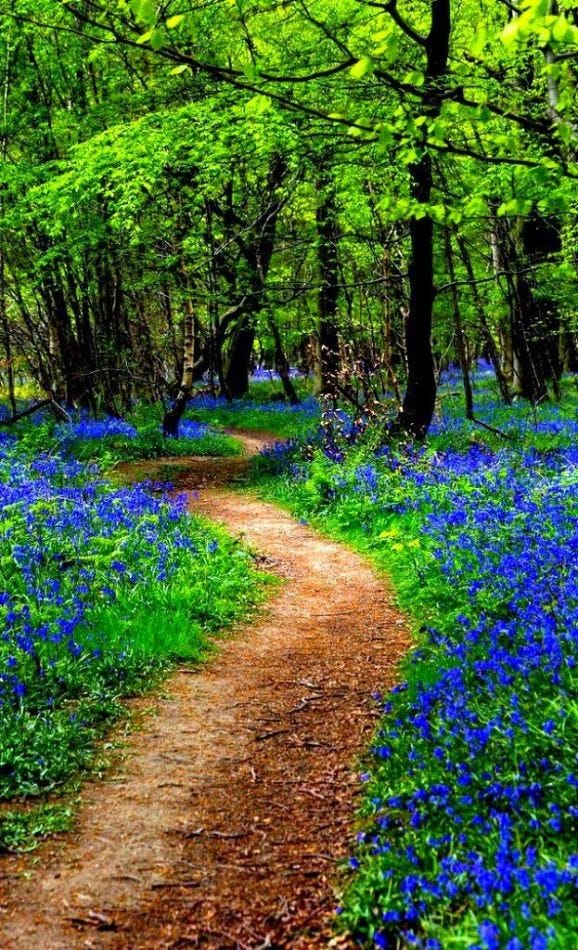 Path through the bluebell woods Kings Wood Kent UK #gardenpathway #garden #pathway #forests ...
