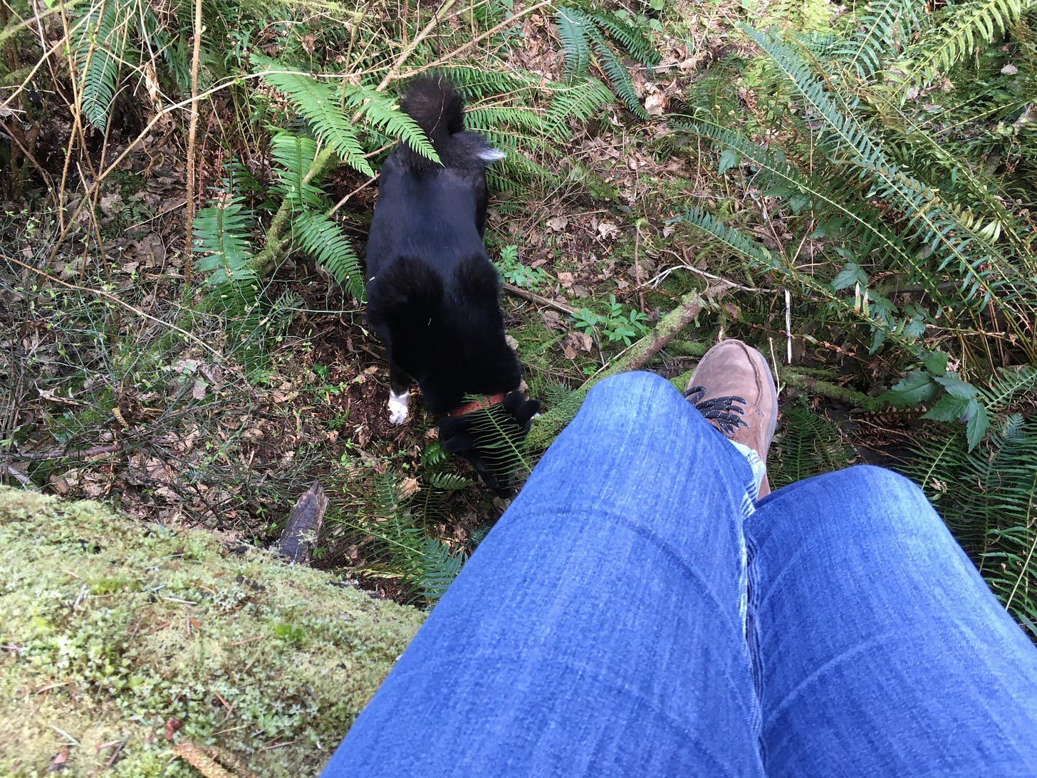 Cassandra's blue jean covered legs at bottom right of image with her brown leather boot visible (just one) she is taking the picture looking down from above. she is sitting atop a moss covered fallen tree that is resting over a gorge and about five feet below Ernest (mostly black and white dog) is sniffing the ground. surrounding him are green ferns, moss, branches of other trees and fallen leaves.