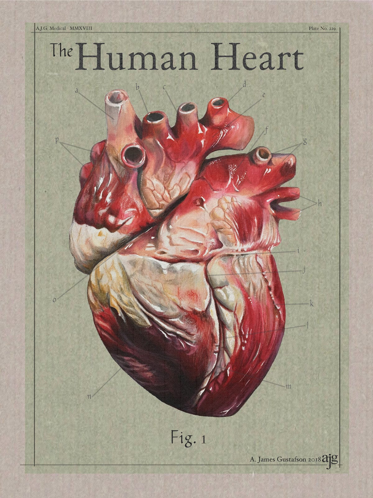 An illustrated study of the human heart, done in colored pencil - layout &amp; text done in Adobe Photoshop.