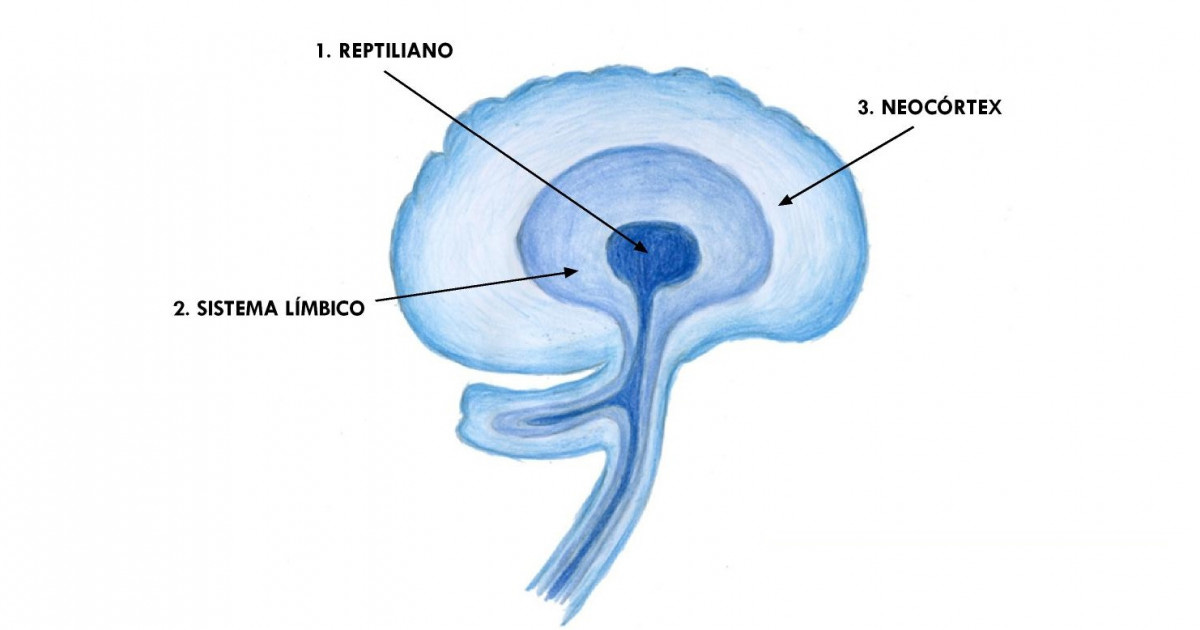 Neocórtex (cerebro): estructura y funciones