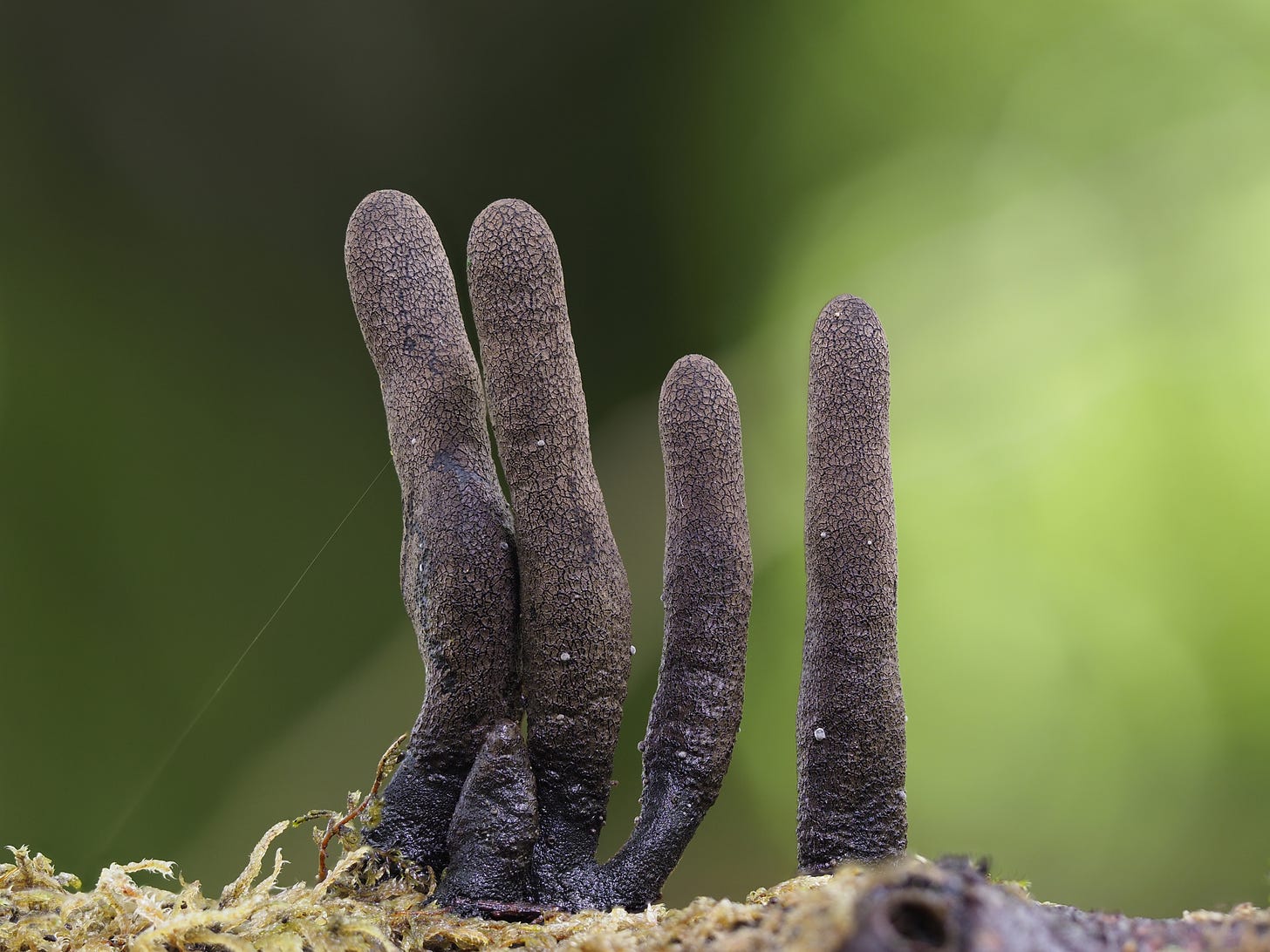 Xylaria polymorpha / Dead Man’s Fingers