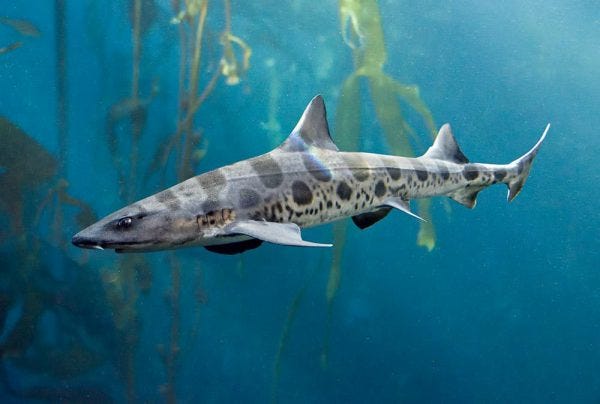 Leopard Shark | Wild Republic