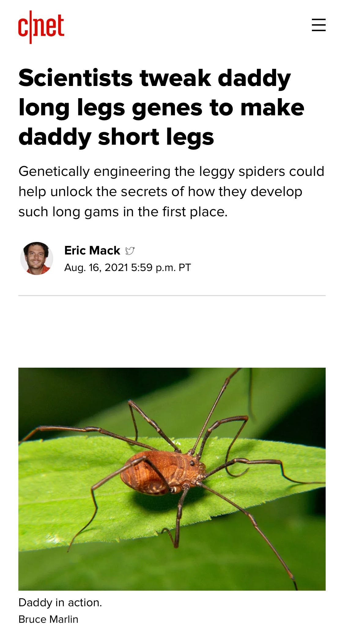 A bug on a leaf

Description automatically generated with medium confidence