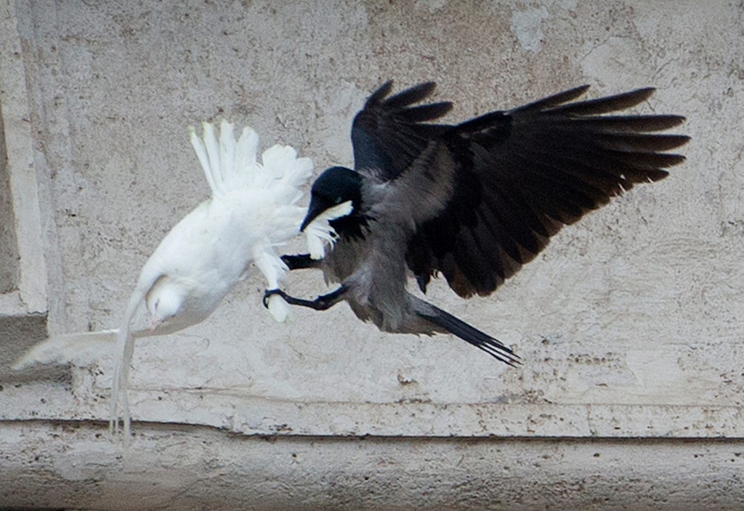 Crow after. Папа Римский голубь ворона Чайка. Ворон и голубь. Вороны дерутся. Белый и черный ворон.