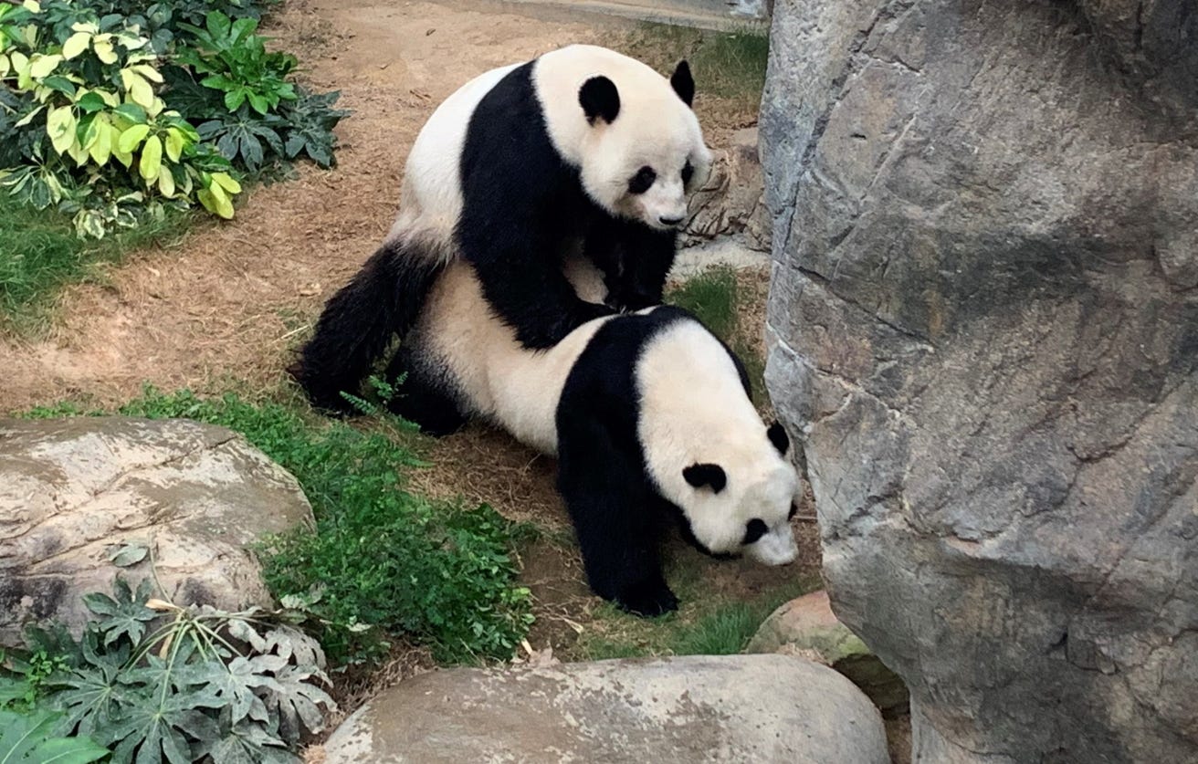 pandas