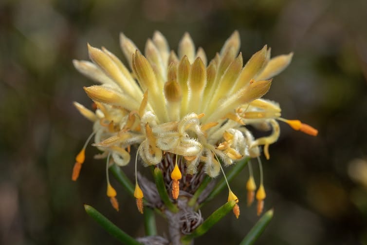 Close-up of yellow flower