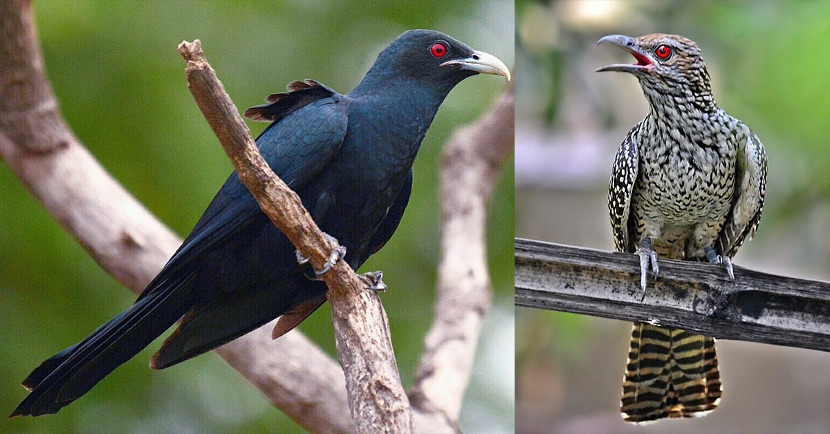 7 facts about the Asian Koel, the 'annoying' bird that makes the 'Uwu'  sound - Life