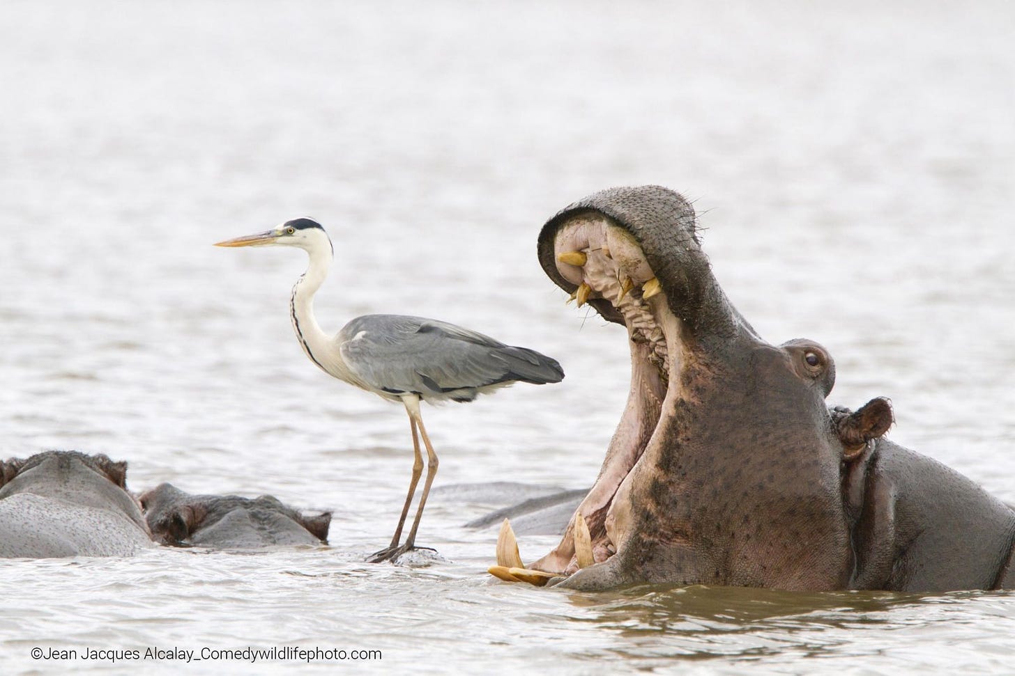 “Hippo yawning next to a heron standing on the back of another hippo”