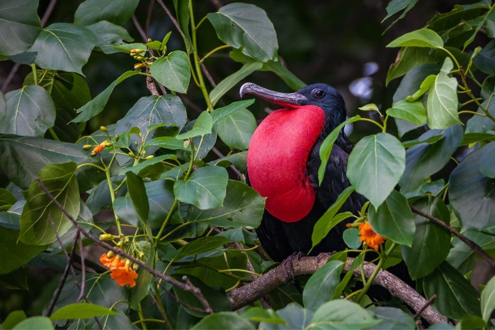 Christmas Island frigatebird | Christmas Island National Park