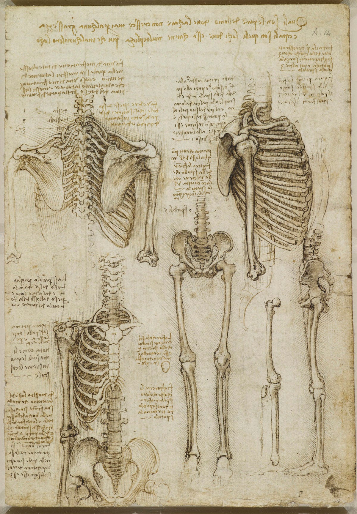 Body Maps: Leonardo da Vinci&#39;s Anatomical Drawings - Flashbak