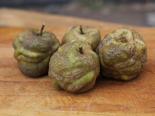 knobby russet-500x375 - The Orchard Project