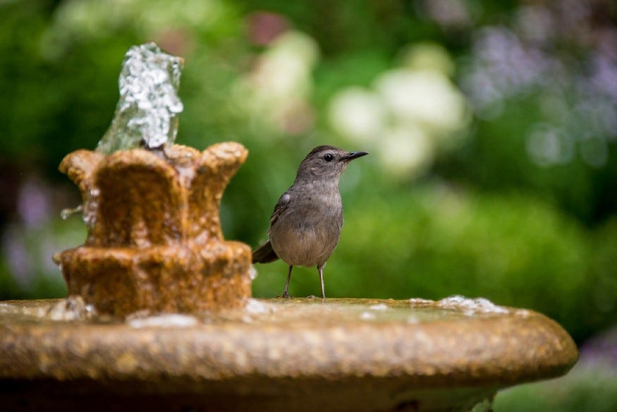 a bird on a stone drinking fountain