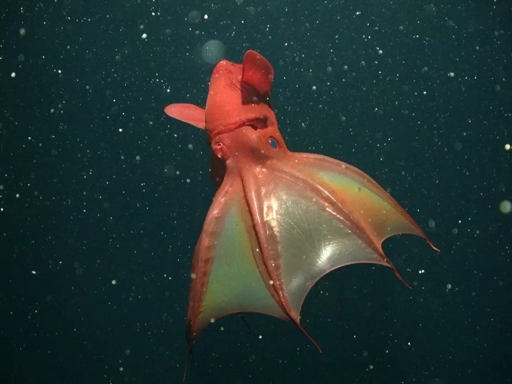 Despite its demonic look, the vampire squid collects and eats drifting particles called "marine snow" using two long, sticky filaments.
