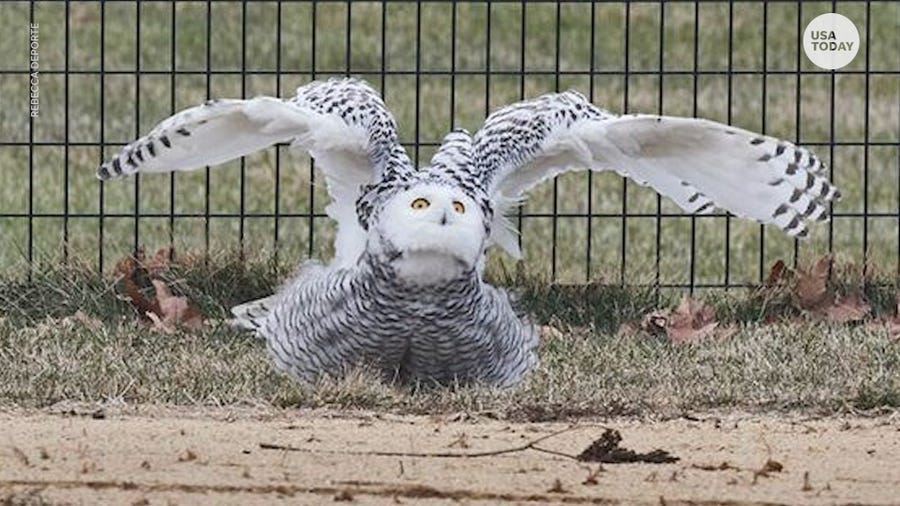 A rare snowy owl was spotted in New York's Central Park for the first time in 130 years.