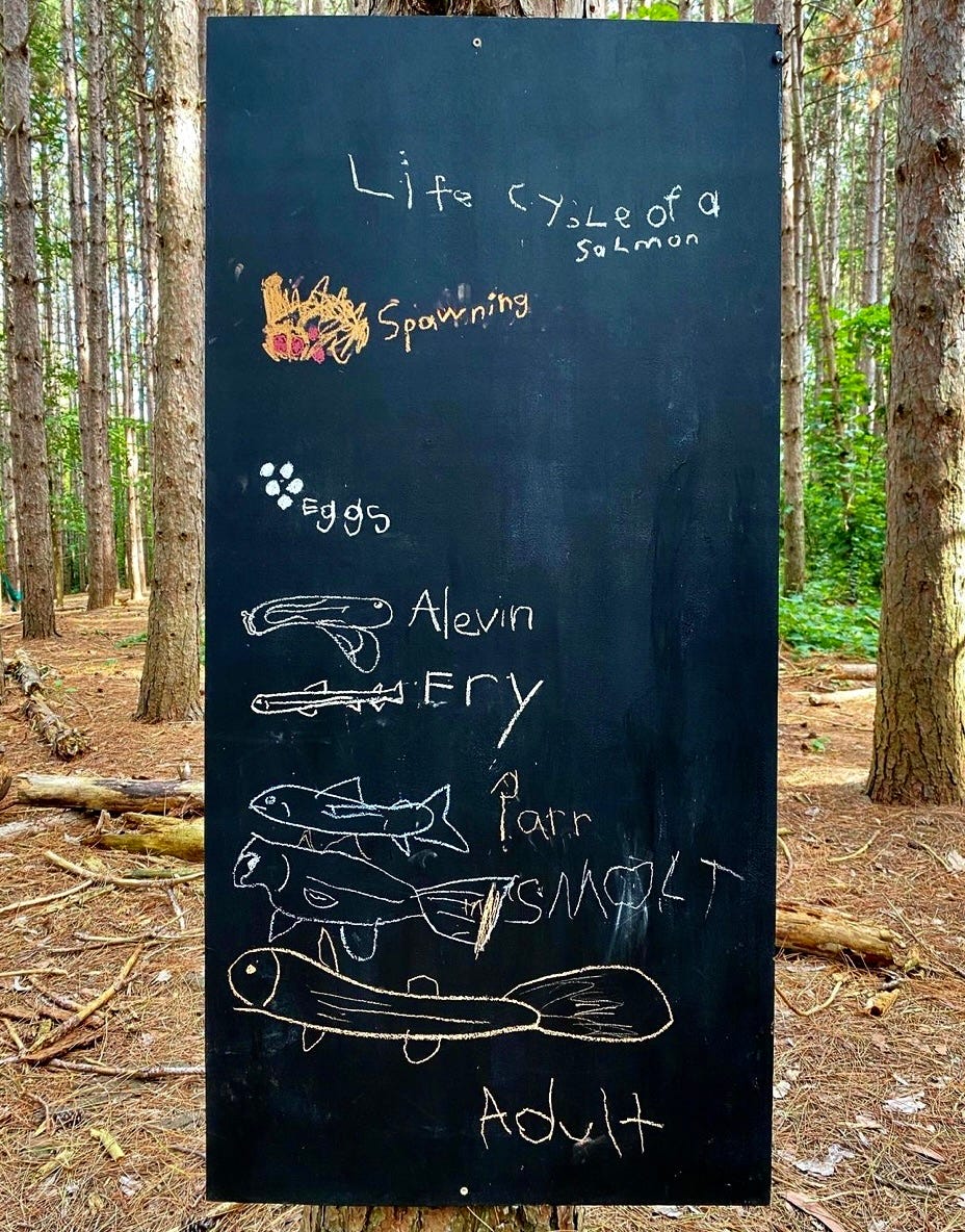 chalkboard sign hanging on tree in forest, with chalk writing depicting salmon life cycle