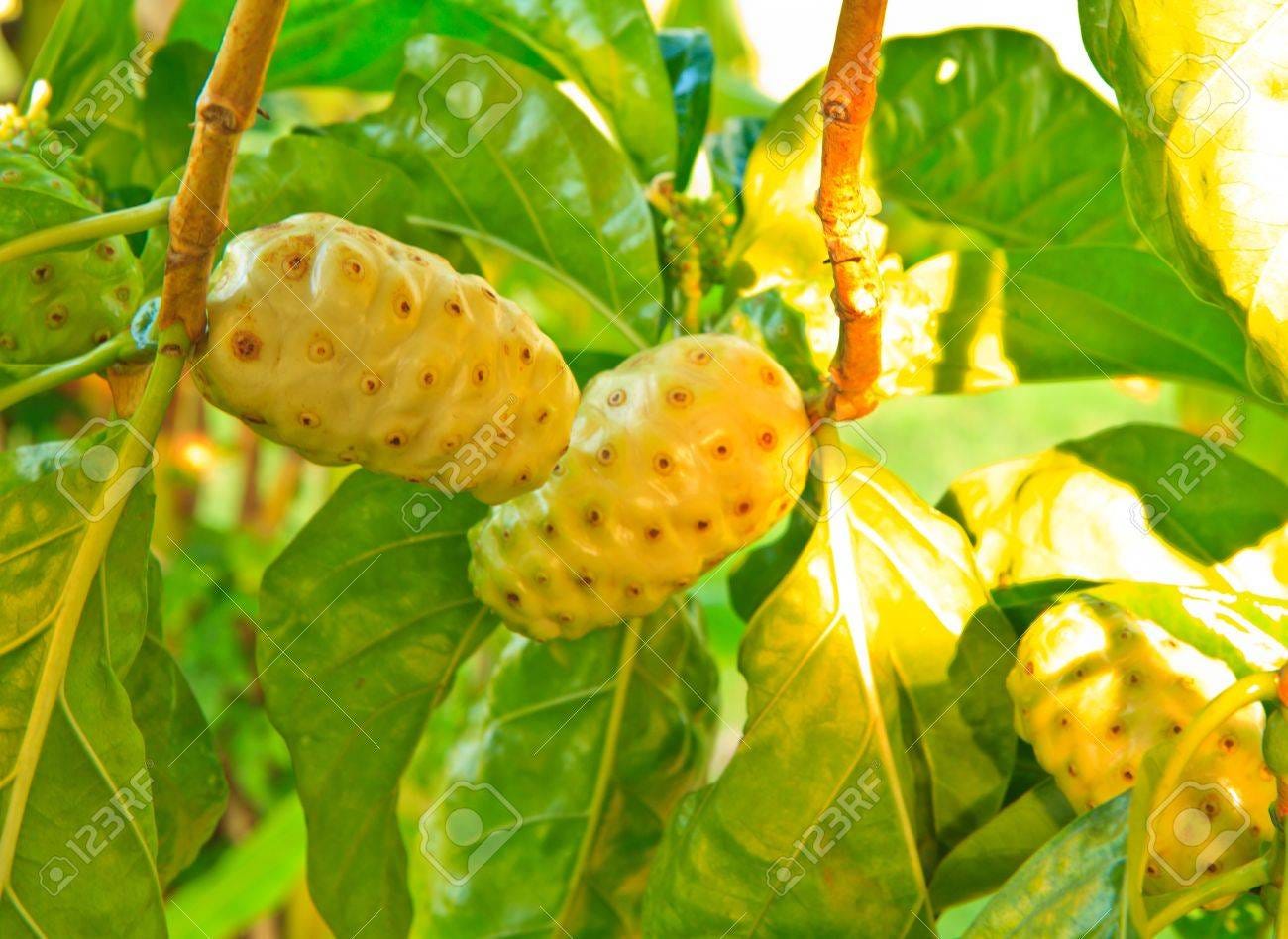 Morinda Citrifolia Linn Indian Mulberry Stock Photo, Picture And Royalty  Free Image. Image 13826047.