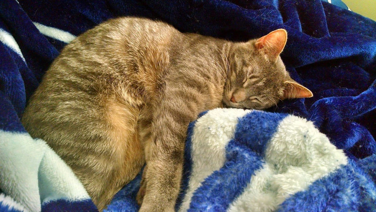 My grey tabby Darth is fast asleep on a dark blue fluffy blanket.